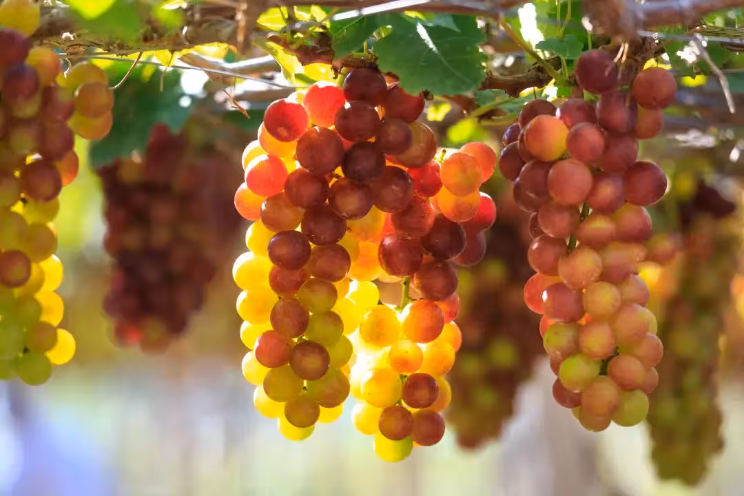 Vườn Nho Ba Mọi