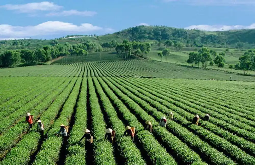 Đồi Chè B'Lao Bảo Lộc - Cánh đồng chè xanh