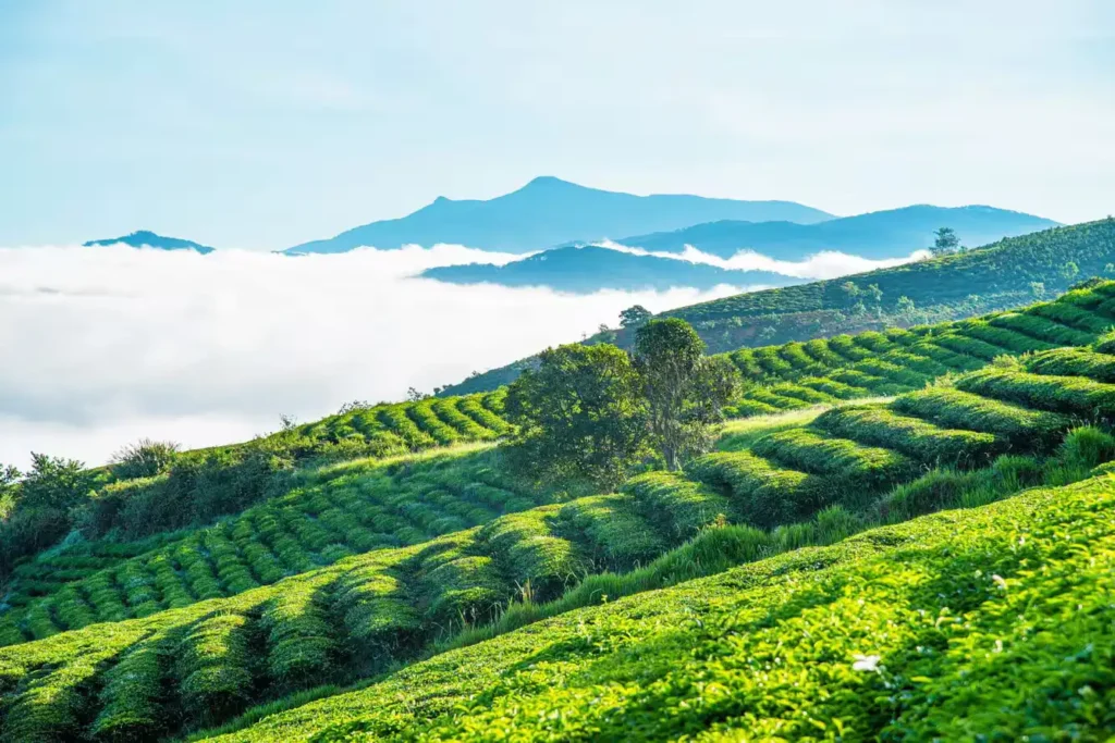 DỊCH VỤ GỌI XE – Như xe nhà bạn
