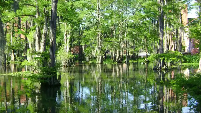 Rừng nguyên sinh Bình Châu - Phước Bửu Xuyên Mộc