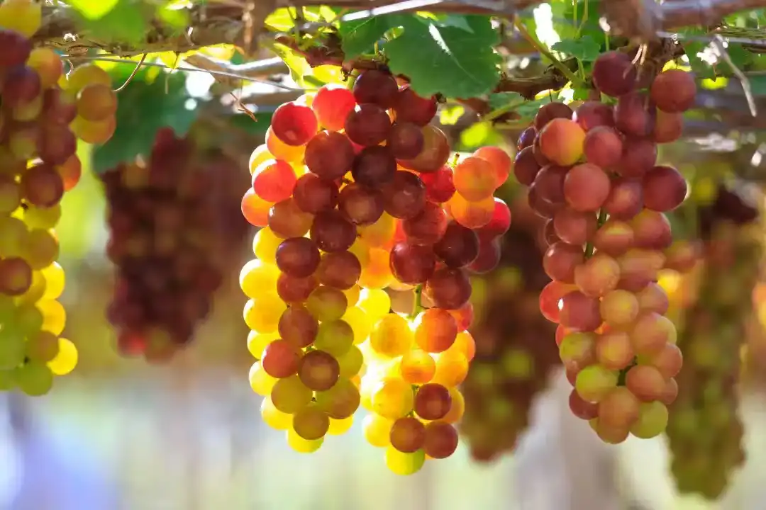 Vườn nho Ninh Thuận